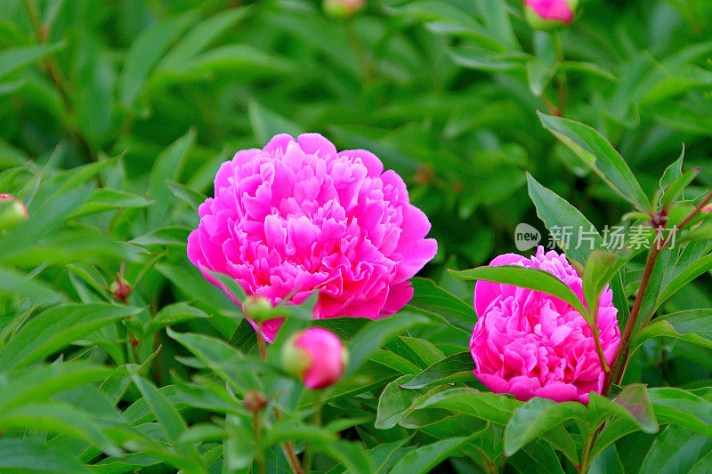 芍药/芍药/园林牡丹:花